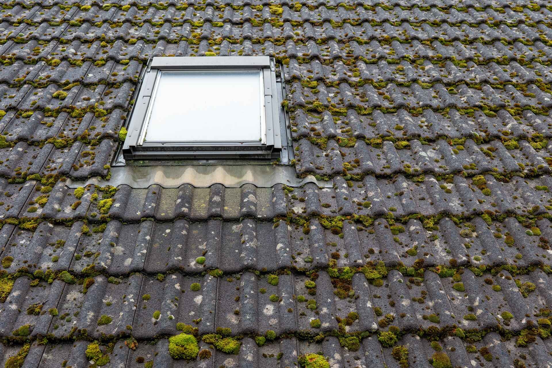 Why Moss on Your Roof Could Cost You Thousands